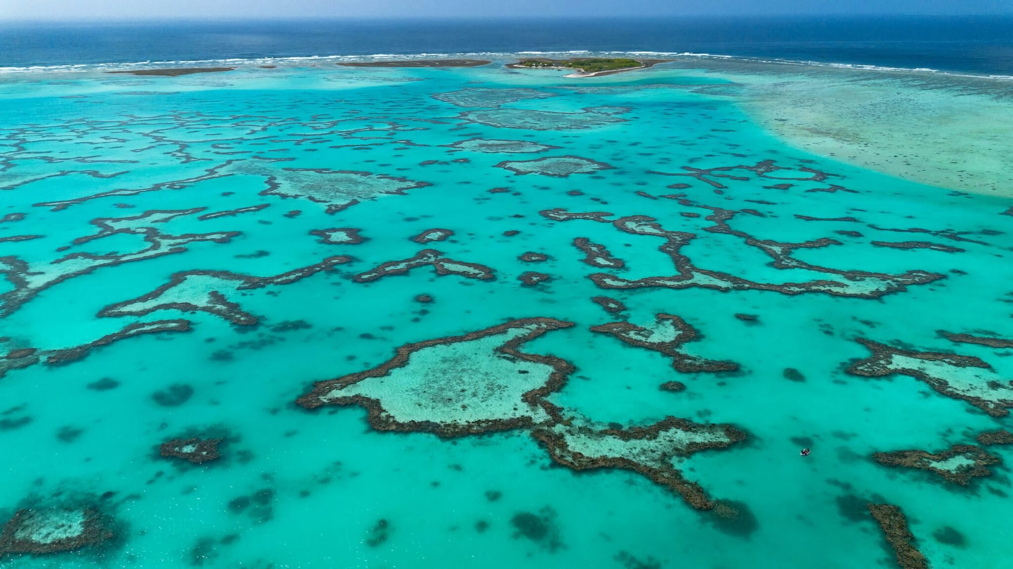 more-than-coral-the-unseen-casualties-of-record-breaking-heat-on-the